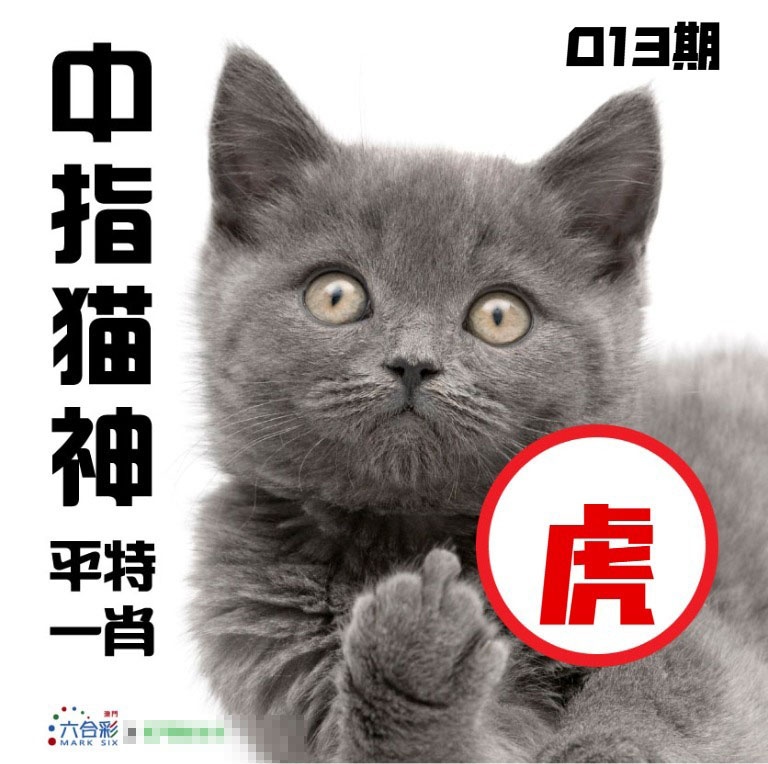 013期中指猫神[图]